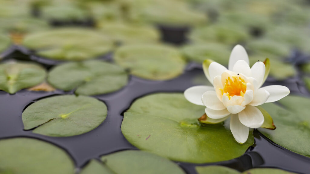 Water lilies are starting to bloom in the lily pads at Hope Plaza